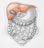 A future doctor's thoughts on medicine Liver Conditions Liver Conditions | Capital Digestive Care