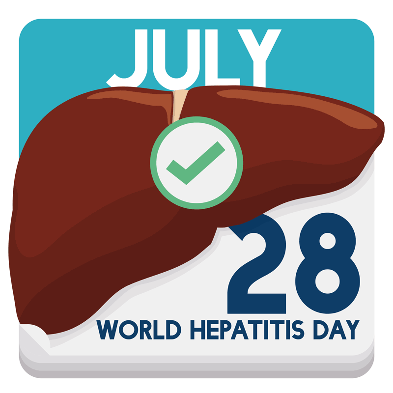 liver illustration