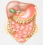 Colon illustration
