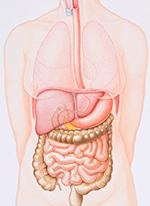Esophageal illustration