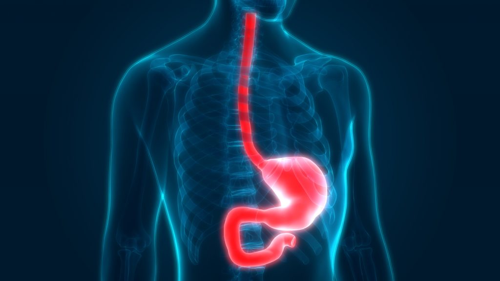 x-ray with illuminated esophagus