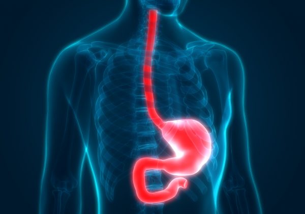 x-ray with illuminated esophagus